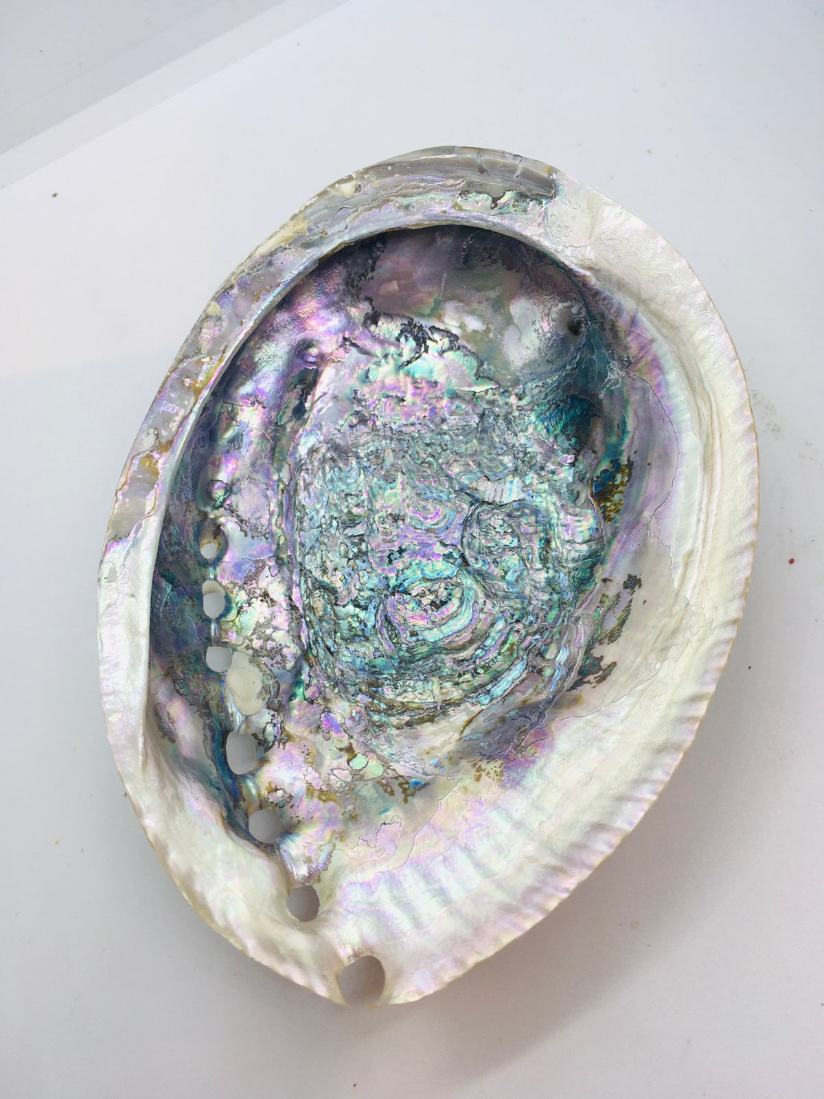Abalone Shells