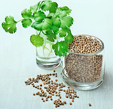 Coriander Oil (India)
