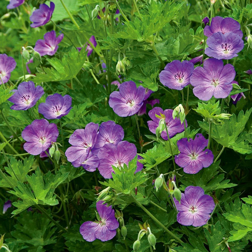 Geranium Essential Oil