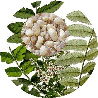 Wild Frankincense (Boswellia serrata) Essential Oil - Incense Route