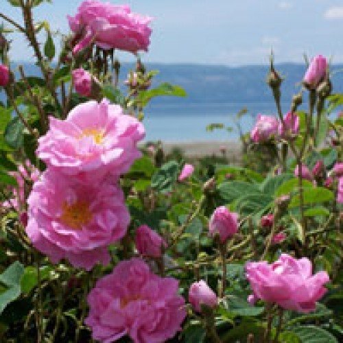 Rose Bulgarian Absolute 3% Dilution Essential Oil - Incense Route