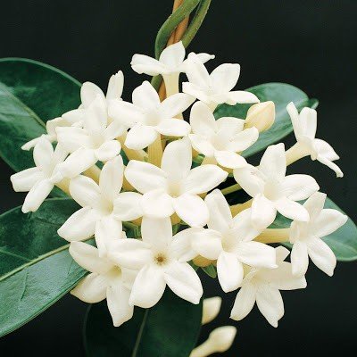 Jasmine Essential Oil (Grandiflorum)