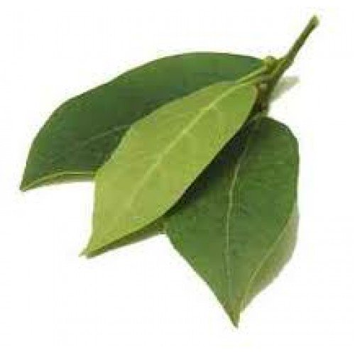 Bay Leaf Essential Oil - Incense Route