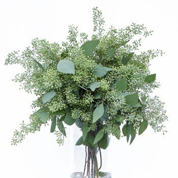 Eucalyptus Essential Oil - Incense Route
