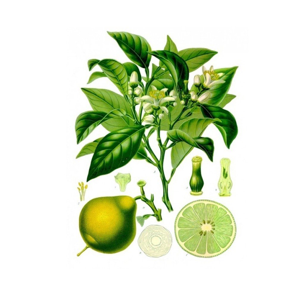 Bergamot Essential Oil