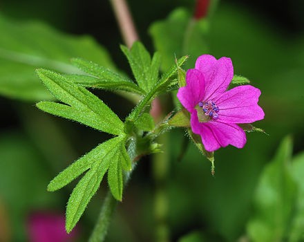 Healing Through Essential Oils: Geranium - Incense Route
