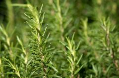 Aromatherapy healing: the positive effects of ylang-ylang