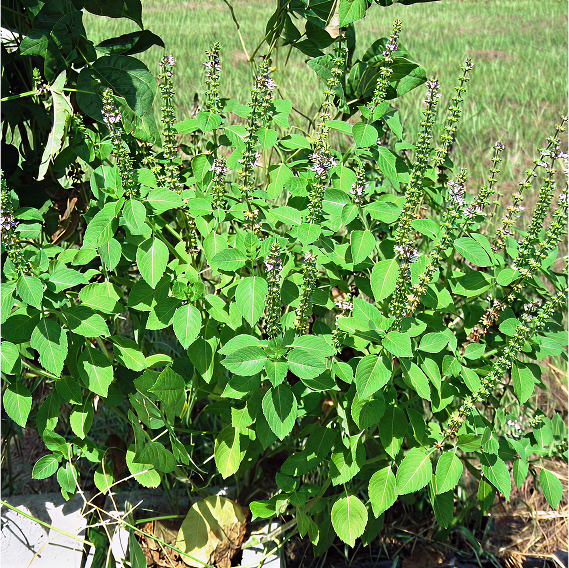 Basil Holy (Indian Tulsi) - Incense Route