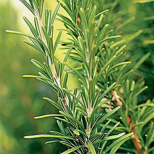 Rosemary (Organic) Essential Oil
