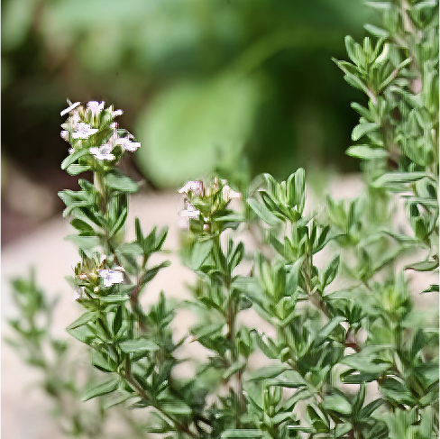 Marjoram Essential Oil - Incense Route