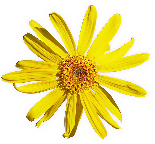 Arnica (Spain) [1oz]
