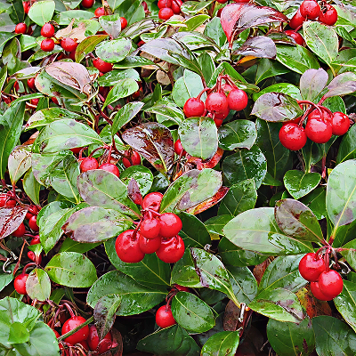 Wintergreen Essential Oil