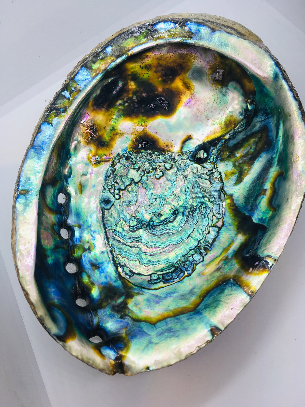 Abalone Shells
