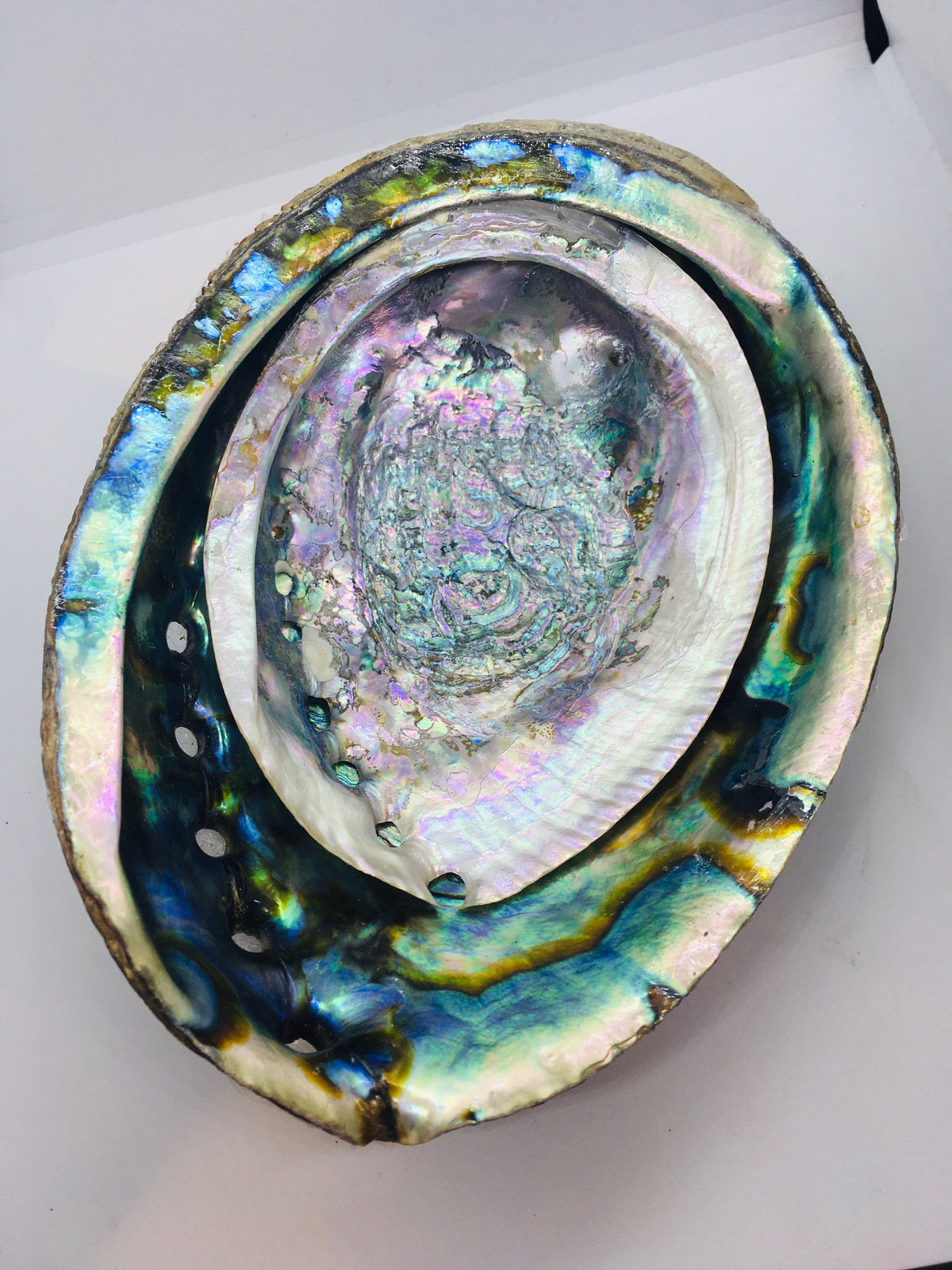 Abalone Shells