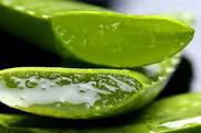 Aloe Vera - Incense Route