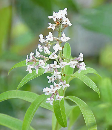 Lemon Verbena Essential Oil - Incense Route