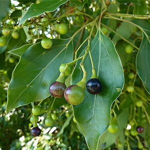 Camphor Essential Oil
