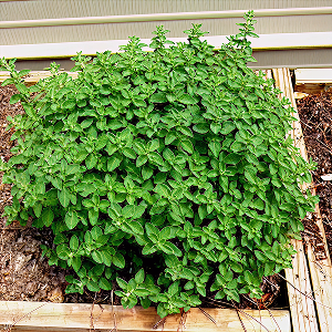 Oregano Essential Oil - Incense Route