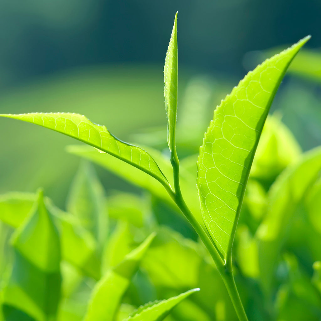 Tea Tree Essential Oil - Incense Route