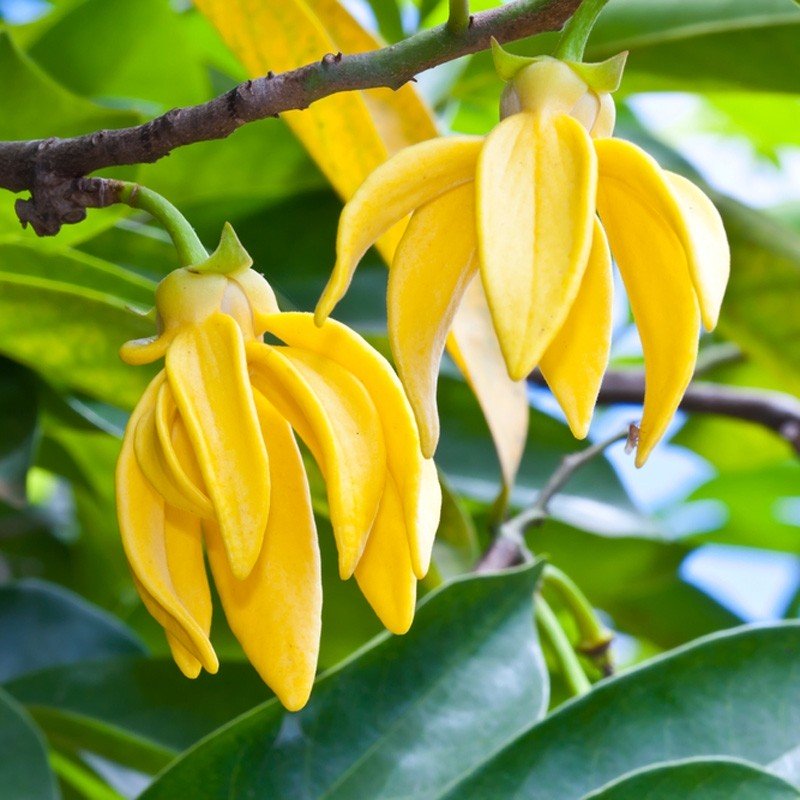 Ylang Ylang Essential Oil - Incense Route