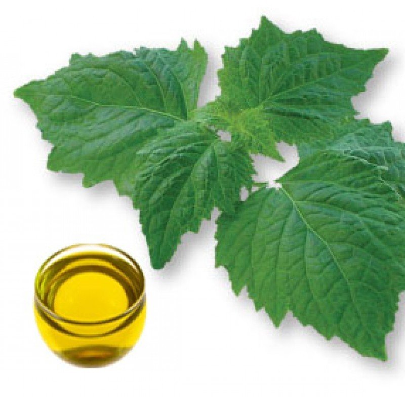 Patchouli Dark Essential Oil - Incense Route