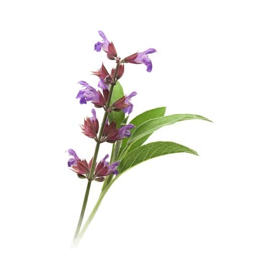 Clary Sage Essential Oil - Incense Route