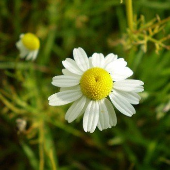 Chamomile, German (Canada) Essential Oil