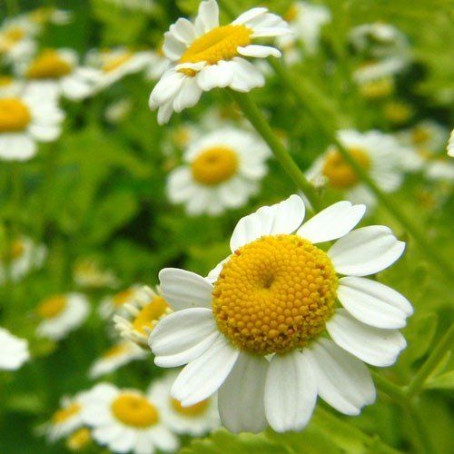Chamomile (Roman) Essential Oil - Incense Route