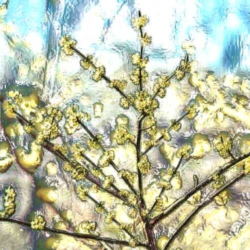 Benzoin (India) Essential Oil
