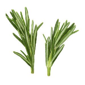 Rosemary Massage Oil