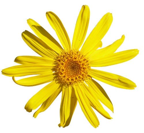 Arnica Massage Oil