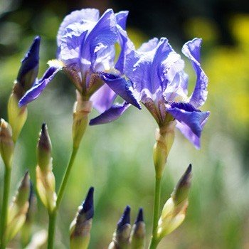 Orris NNA Essential Oil - Incense Route