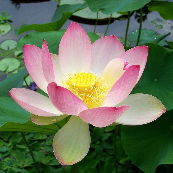 Holy Lotus Essential Oil - Incense Route