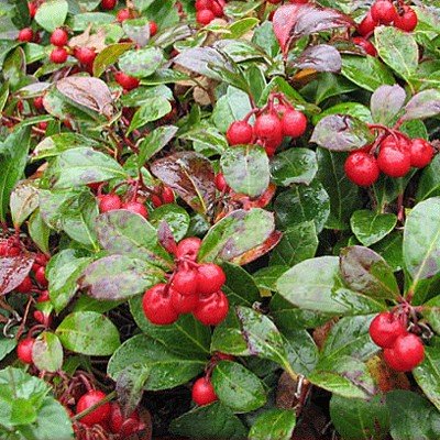 Wintergreen Essential Oil - Incense Route