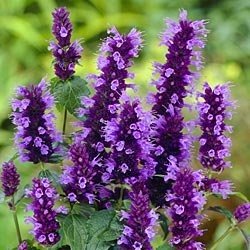 Hyssop Essential Oil - Incense Route