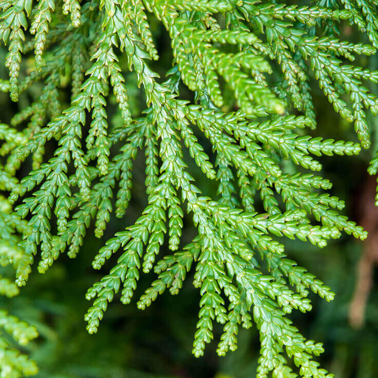 Thuja Essential Oil