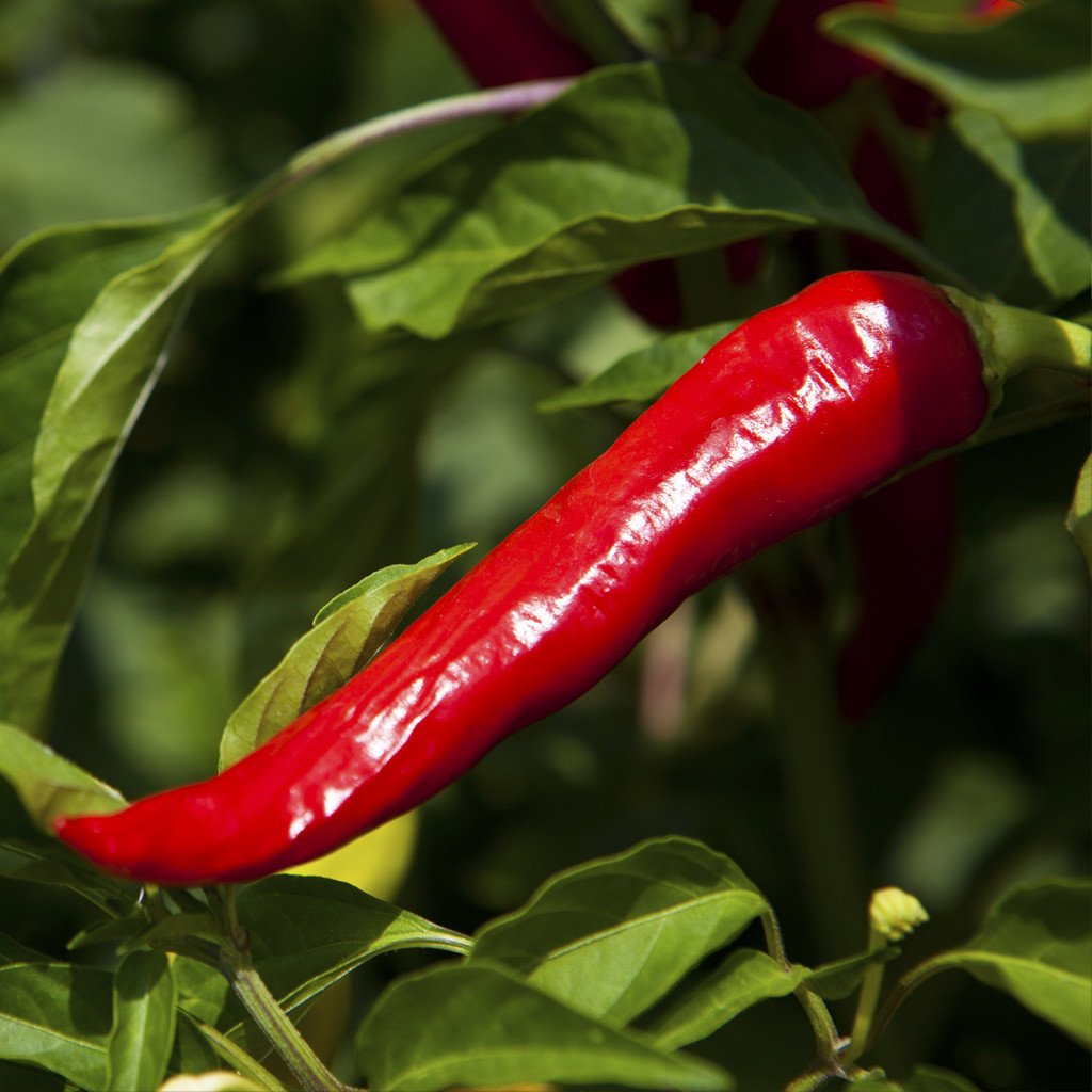 Chili Essential Oil - Incense Route