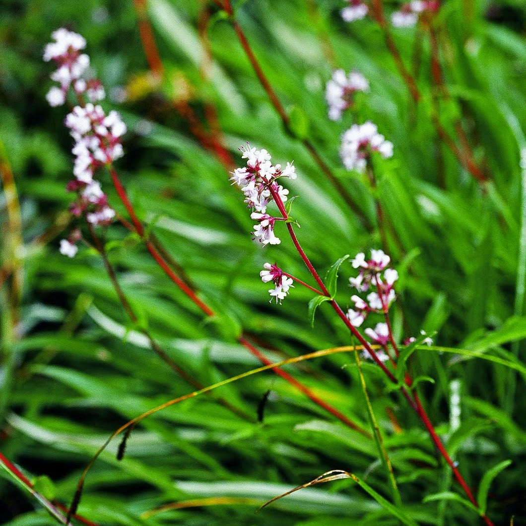 Spikenard Essential Oil - Incense Route