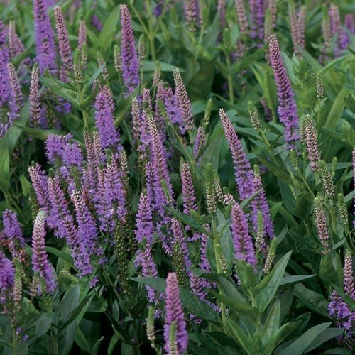 Lavender French Essential Oil - Incense Route