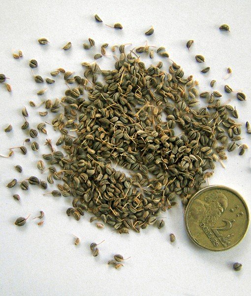 Parsley Seed Essential Oil