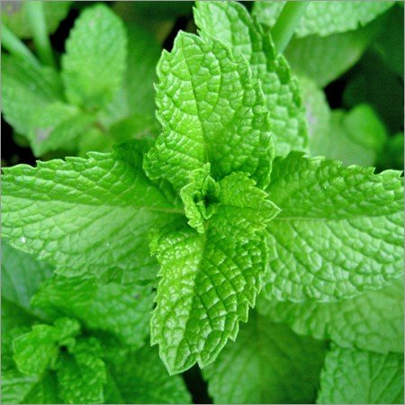 Menthol Essential Oil - Incense Route