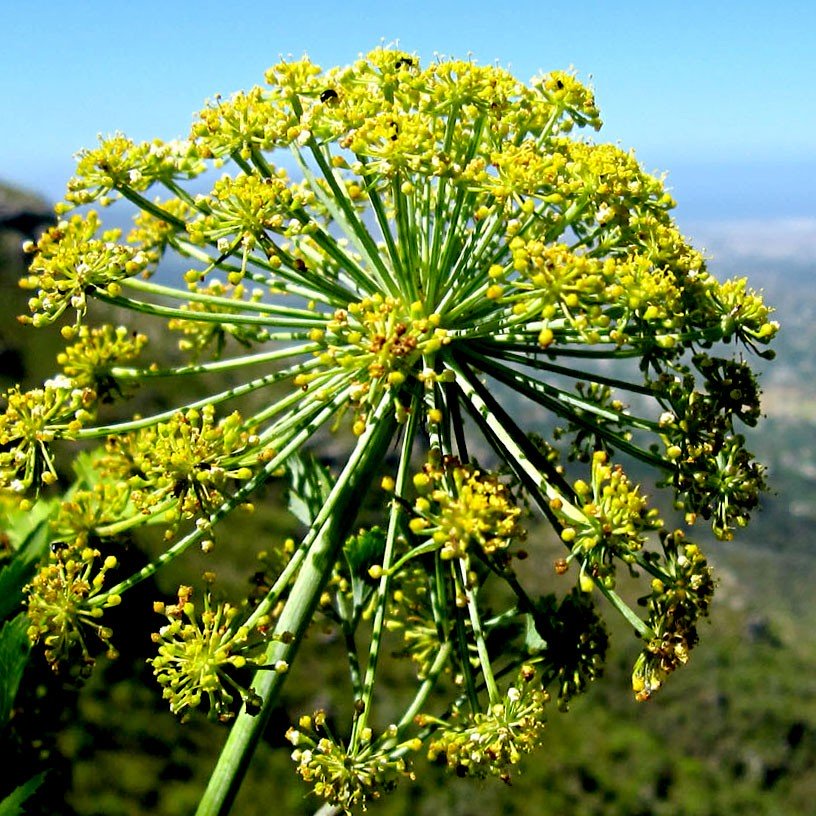 Galbanum Essential Oil
