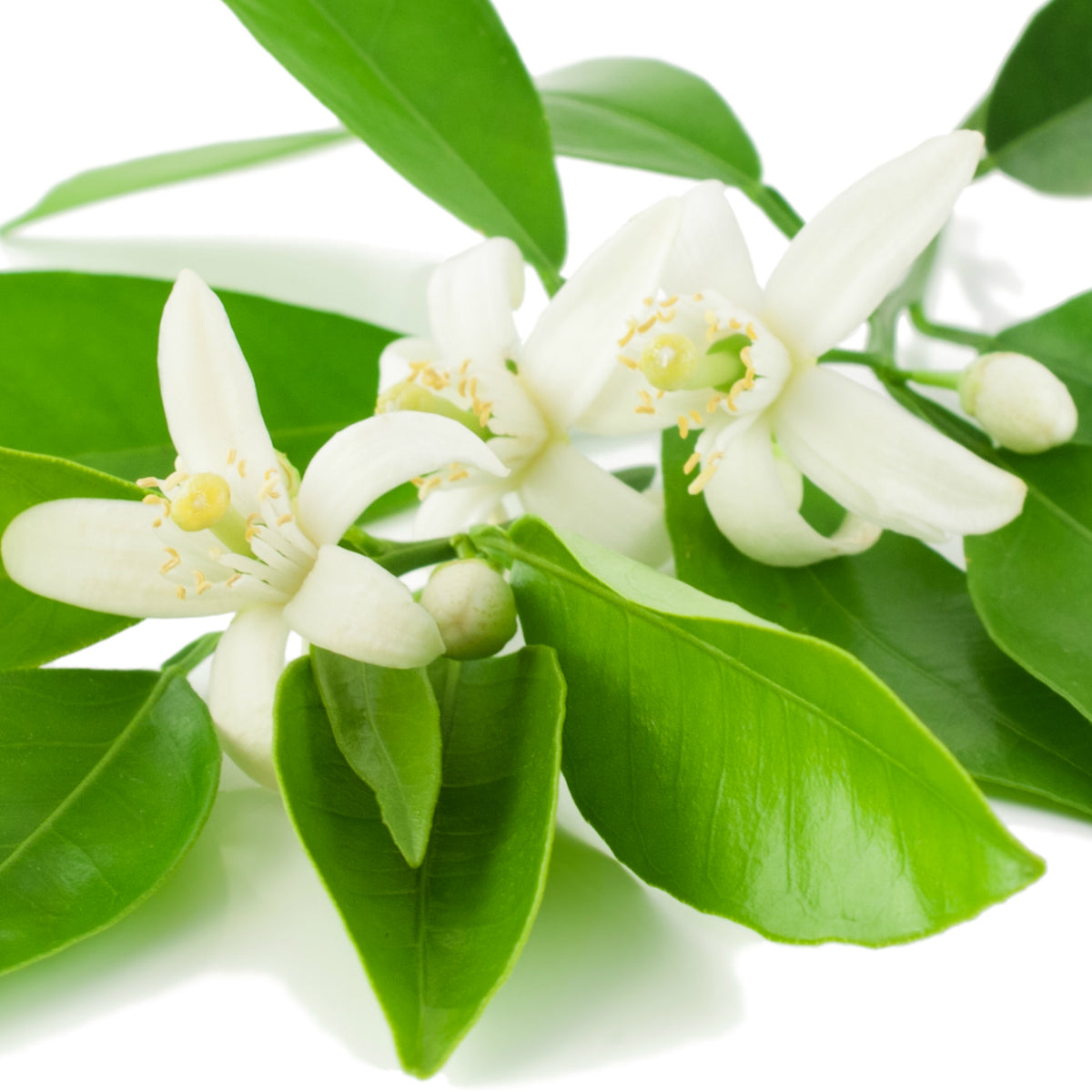 Neroli (Italy) Essential Oil - Incense Route