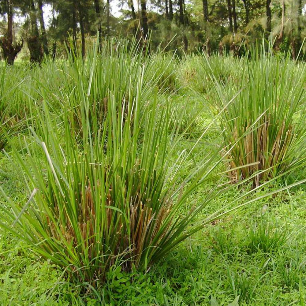 Vetiver (Rue, Ruh Khus) Essential Oil